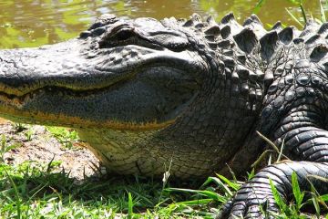 Alligator in Caddo Lake, Texas