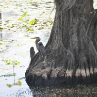 Pontoon Boat Tour in Karnack, Texas