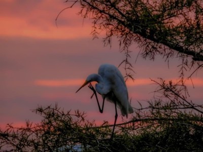 a bird perched on top of a tree