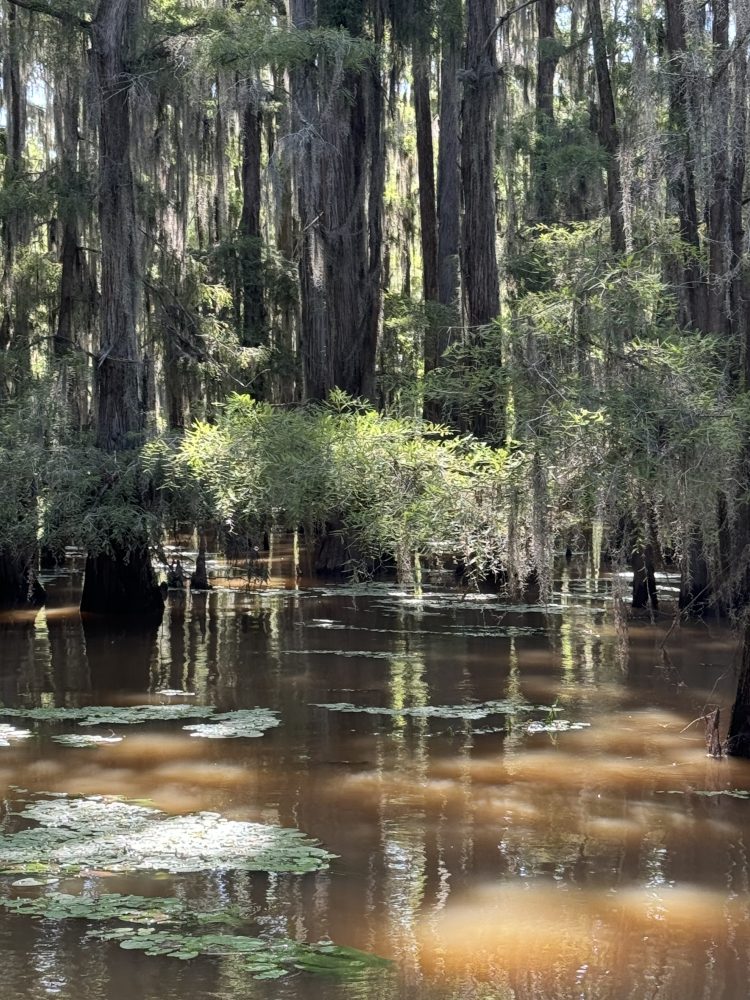 a river running through a forest