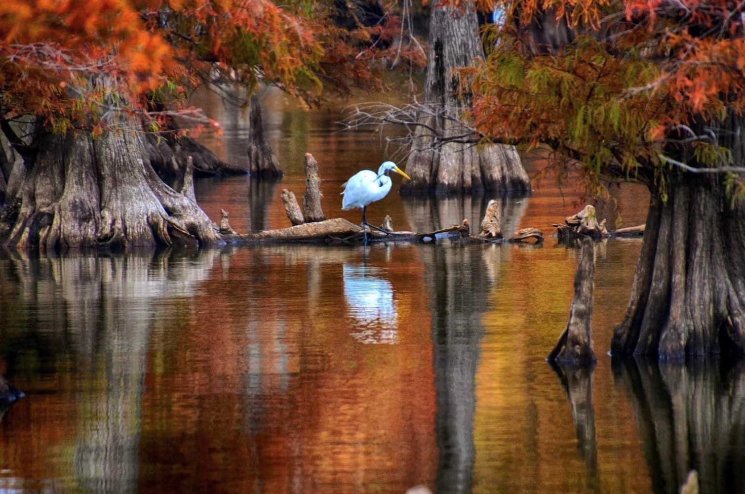 a bird sitting on top of a body of water