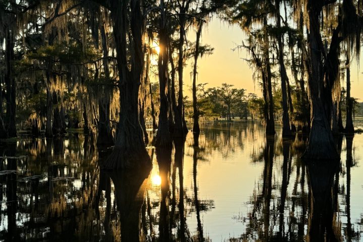 a tree next to a body of water